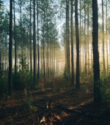 IFS internal family systems