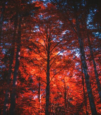 IFS protectors ifs therapy uk inner child work