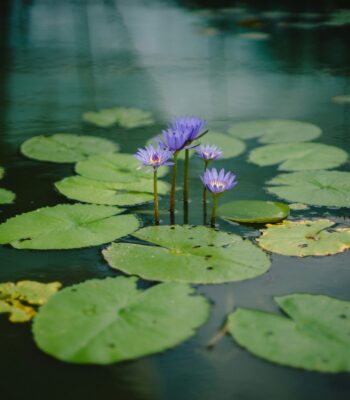 anxious attachment style inner child work