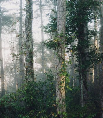 ifs inner critic ifs therapy inner critic ifs therapy 1