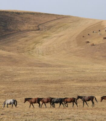 ifs therapy explained inner child work 1