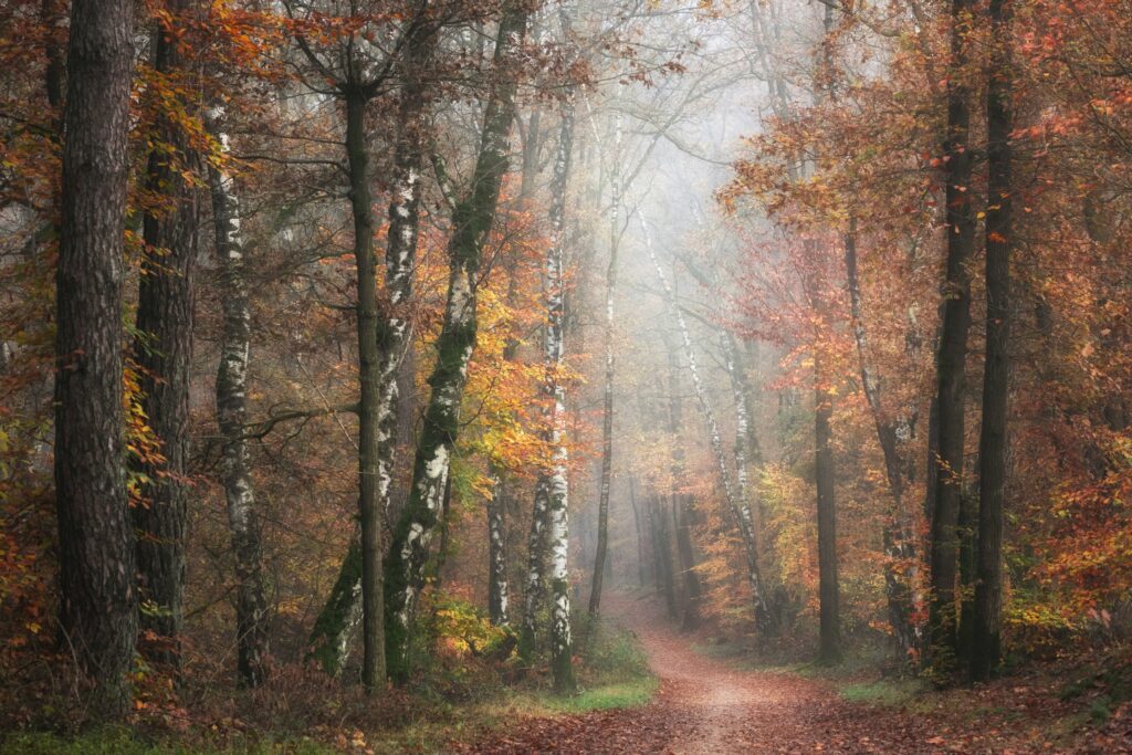 treatment for narcissistic abuse