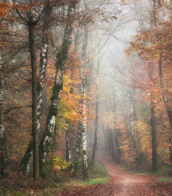 treatment for narcissistic abuse