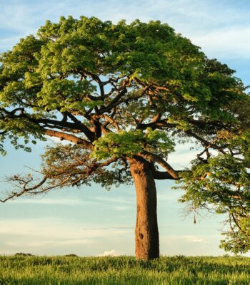 what is self in ifs therapy ifs therapy 1