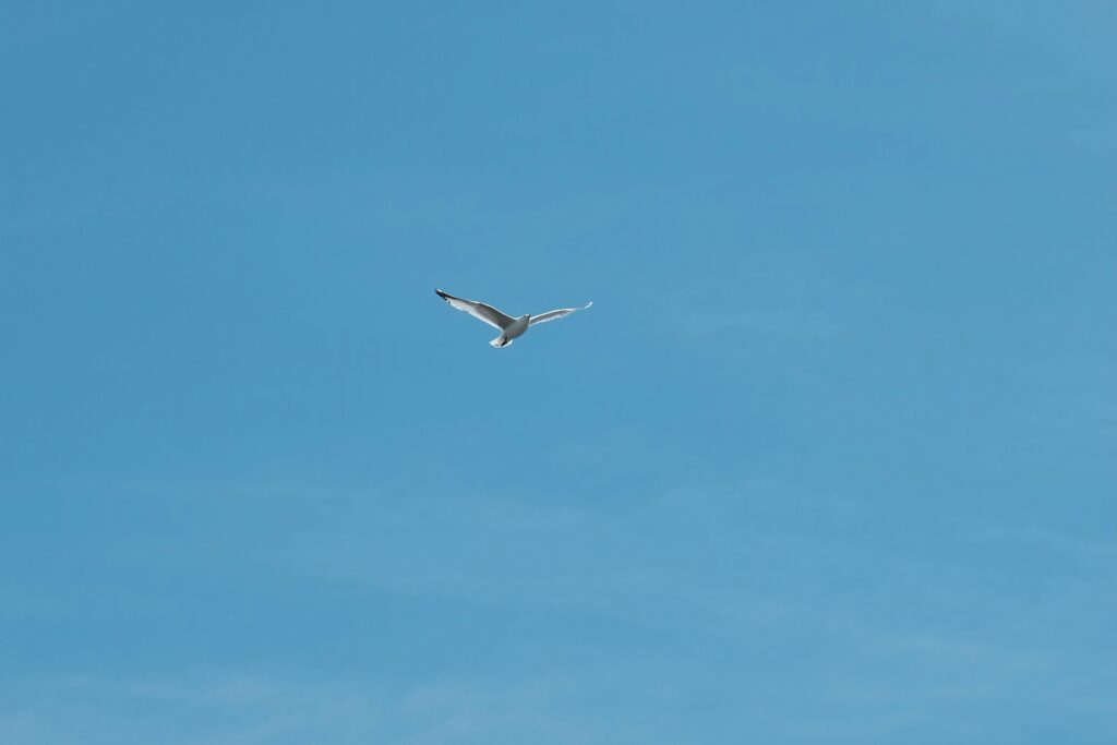 FS therapy Newcastle - IFS therapy newcastle inner child work v13