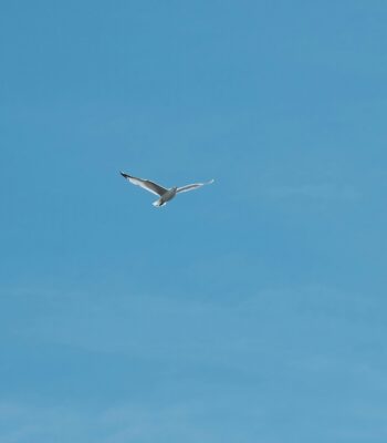 FS therapy Newcastle - IFS therapy newcastle inner child work v13