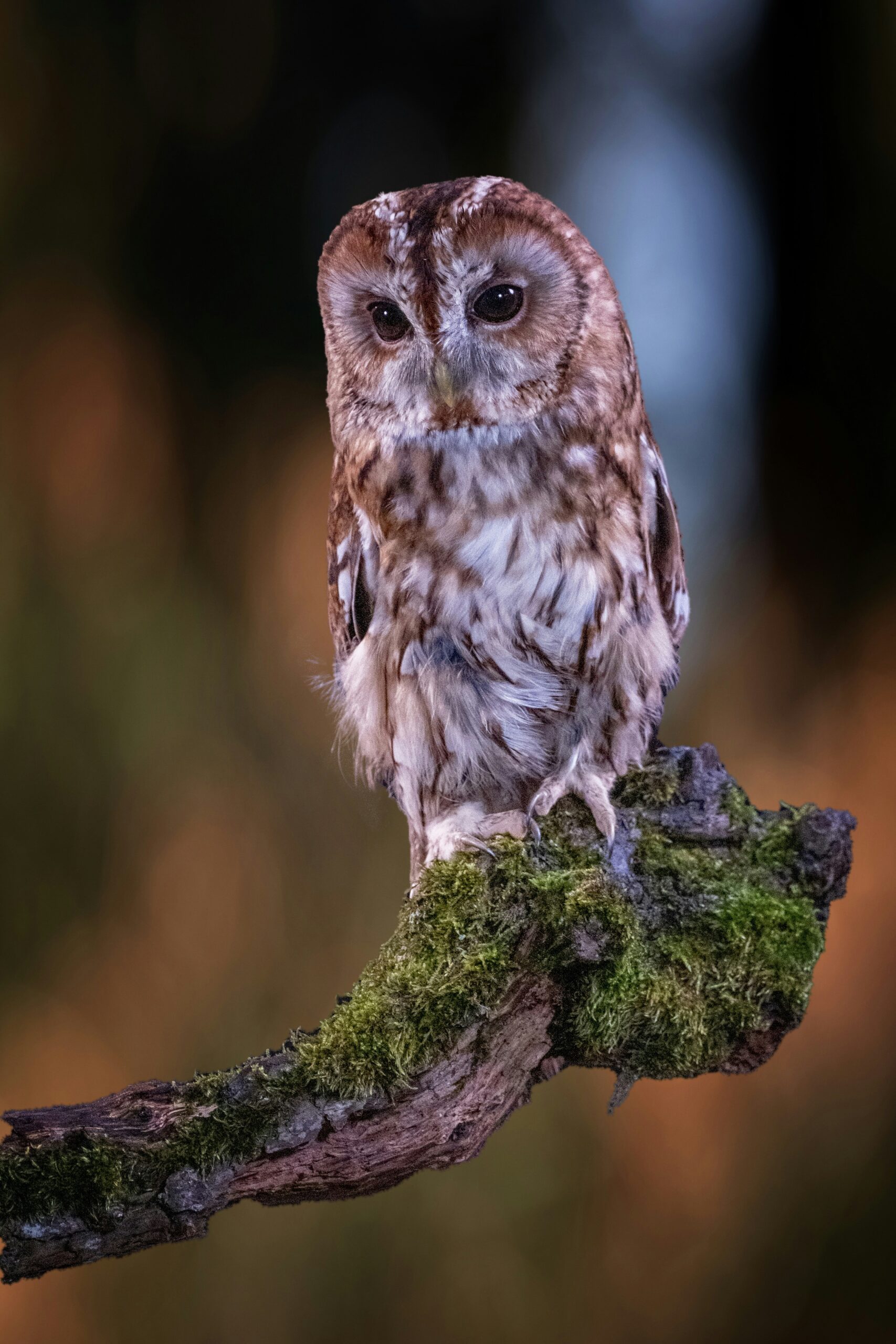 internal family systems therapy newcastle inner child work uk v2