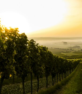 setting boundaries after trauma inner child work inner child therapist inner child therapy ifs therapist ifs therapy inner child therapy online